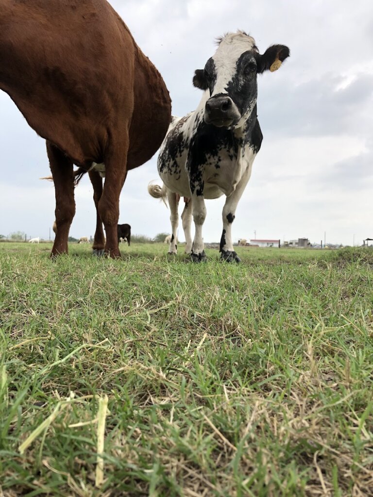 RGV Farm Sanctuary animal shelter in San Benito, TX