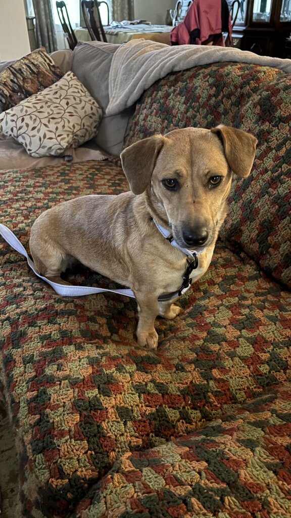 Rhode Home Rescue animal shelter in Warwick, RI