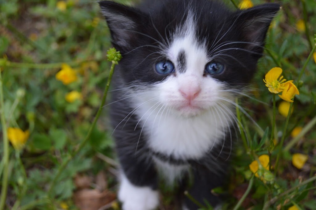 Richardsons Rescue animal shelter in Mechanicsville, VA