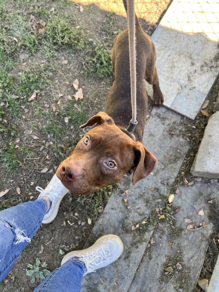 Richland County Dog Warden & Adoption Center animal shelter in Mansfield, OH