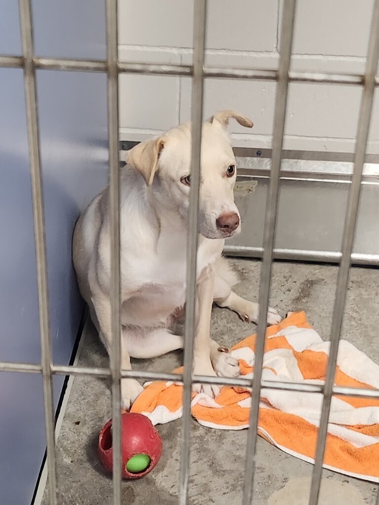 Rita B. Huff Adoption Center animal shelter in Huntsville, TX