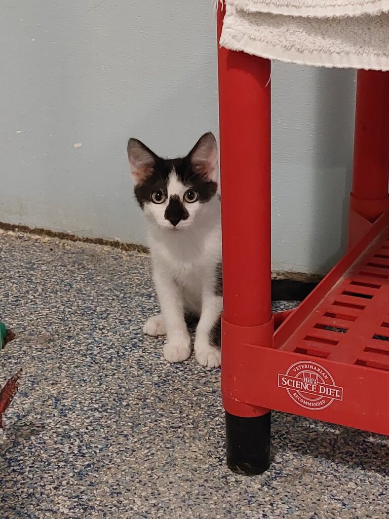 River Bluff Humane Society animal shelter in Red Wing, MN