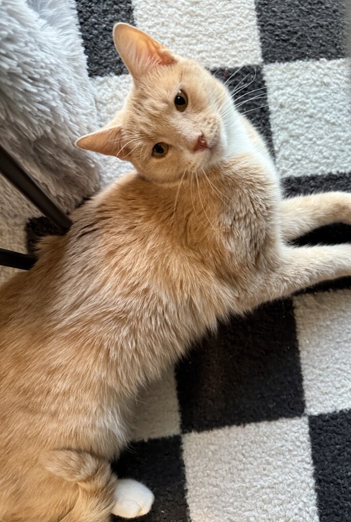 Riverdale Animal Shelter in Brighton, CO