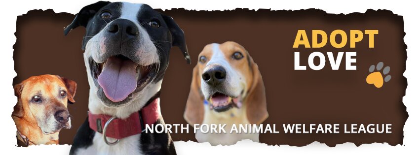 Riverhead Animal Shelter in Aquebogue, NY
