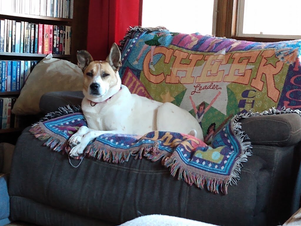 Rivers and Bluffs Animal Shelter in Prairie du Chien, WI