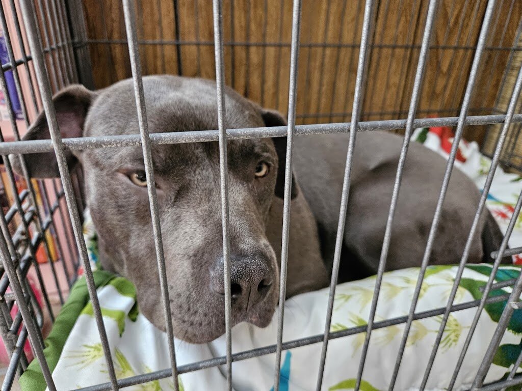 Riverside Animal Rescue in Lunenburg, VT