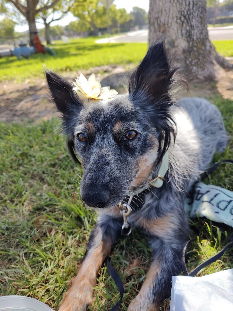Riverside County (West) Animal Shelter in Riverside, CA