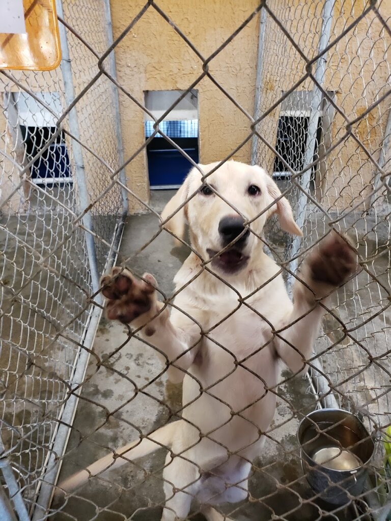Robeson County Humane Society WE ARE FULL (NO INTAKES) animal shelter in Lumberton, NC