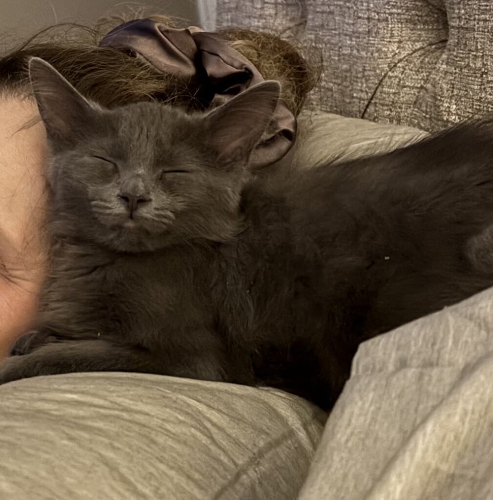 Rock n' Rescue in Bedford Hills, NY