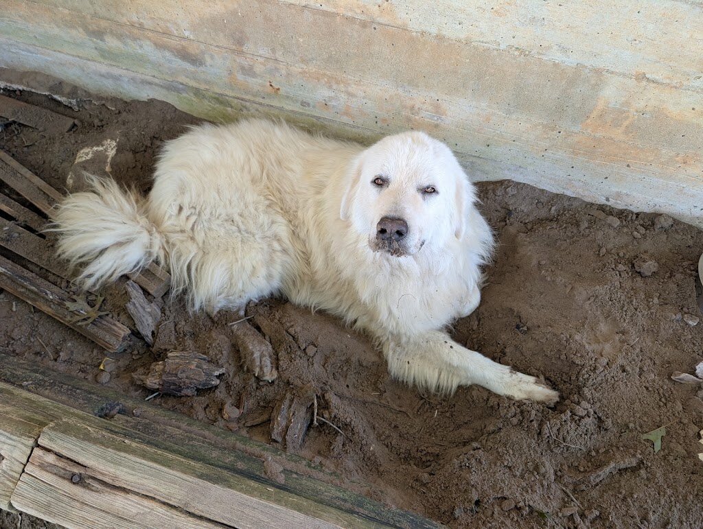 Rockdale Dog Shelter and Dog Park in Rockdale, TX