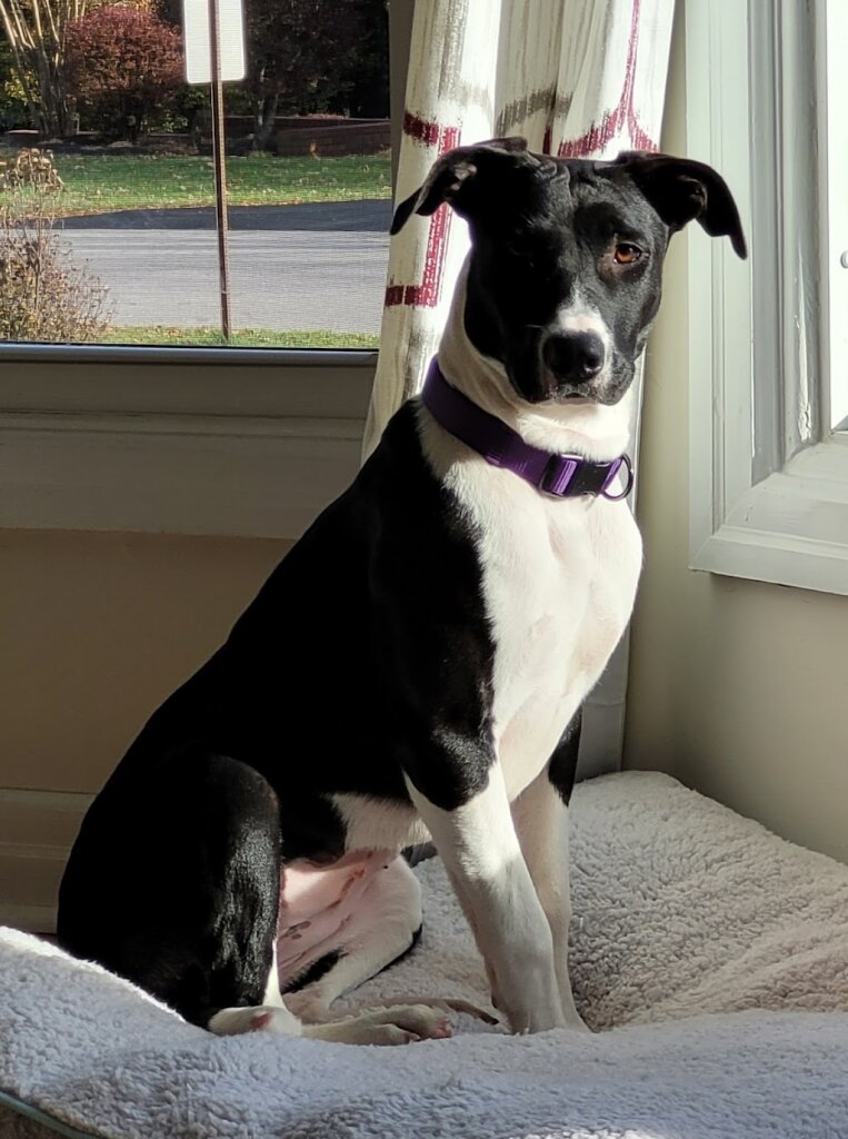Rockingham County Animal Shelters in Reidsville, NC
