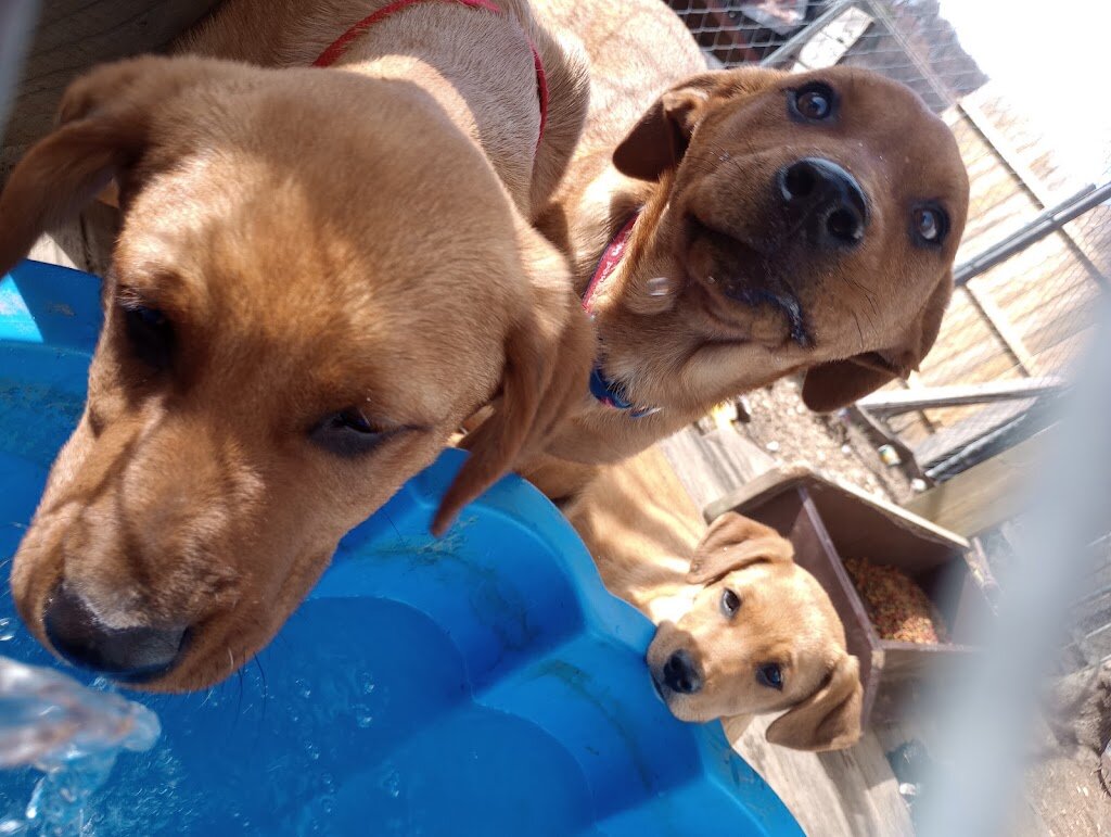 Rocky and rustys redemption rescue in Mauston, WI