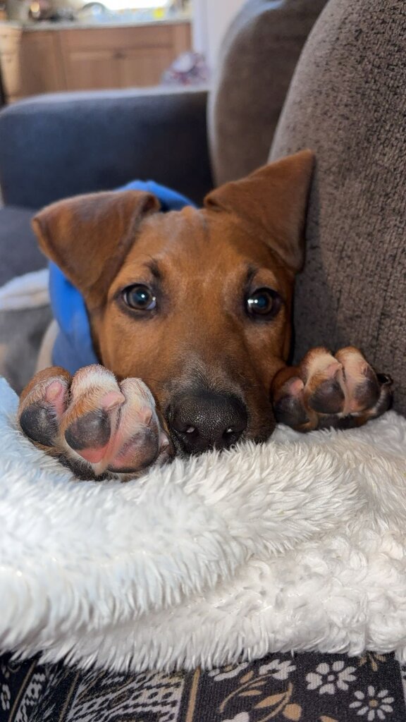 Roscommon County Animal Shelter in Prudenville, MI