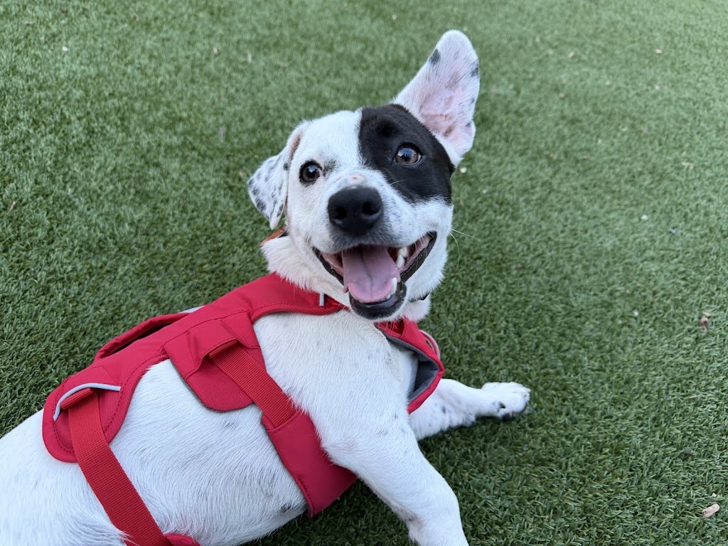Rosemarie's Rescue Ranch, Inc. in Verona, NJ