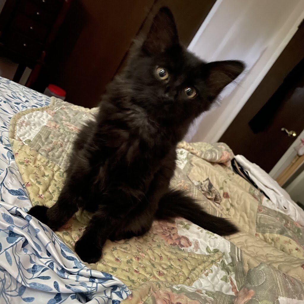 Royce's Rescue in Richboro, PA
