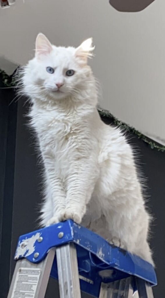 RSVP Inc. Animal Welfare & Rescue in East Moriches, NY