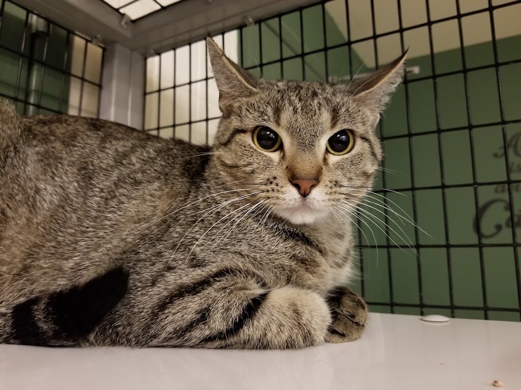 Sachse Animal Shelter in Sachse, TX