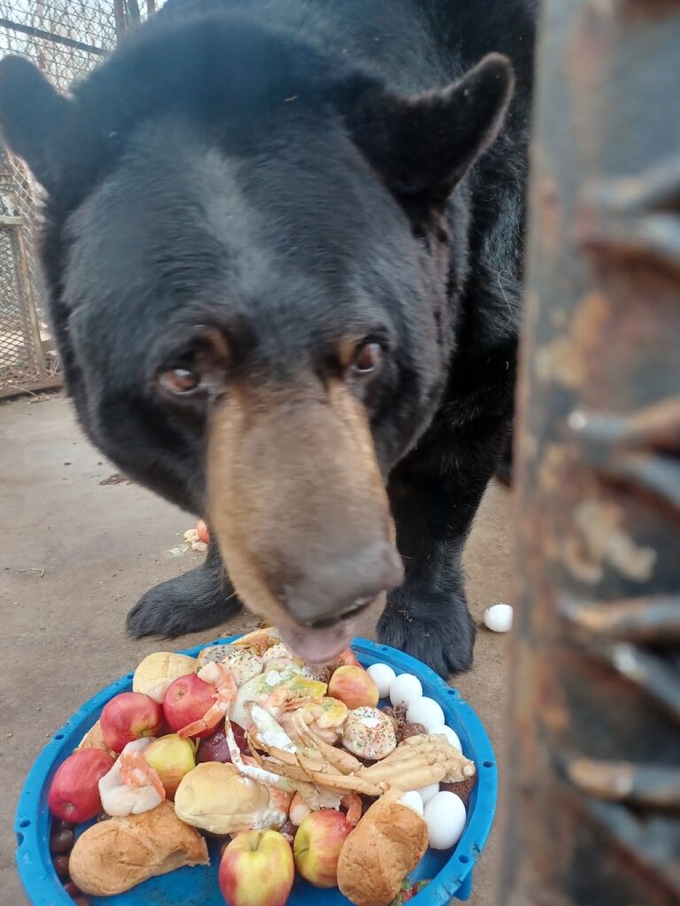 Safari Sanctuary. Working Rescue. Not a zoo. animal shelter in Broken Arrow, OK