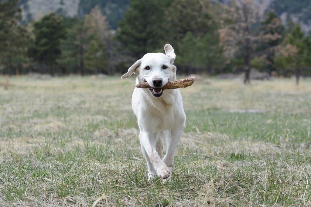 Safe Harbor Lab Rescue animal shelter in Golden, CO