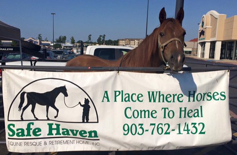 Safe Haven Equine Rescue animal shelter in Gilmer, TX