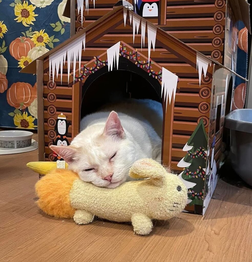 Safe Haven Humane Society in Wells, ME