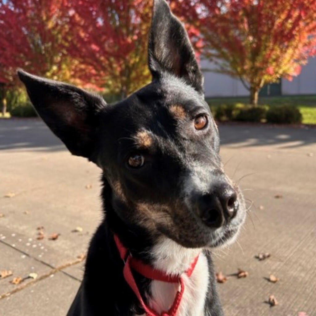 SafeHaven Humane Society in Tangent, OR