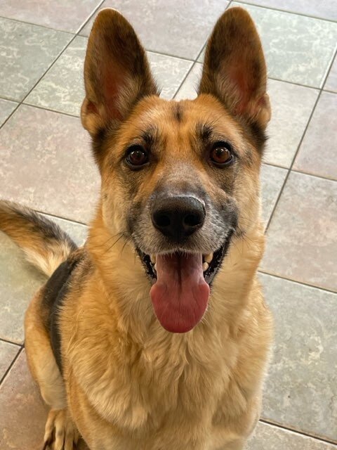 Saints Elsewhere Pet Rescue in Northwood, OH
