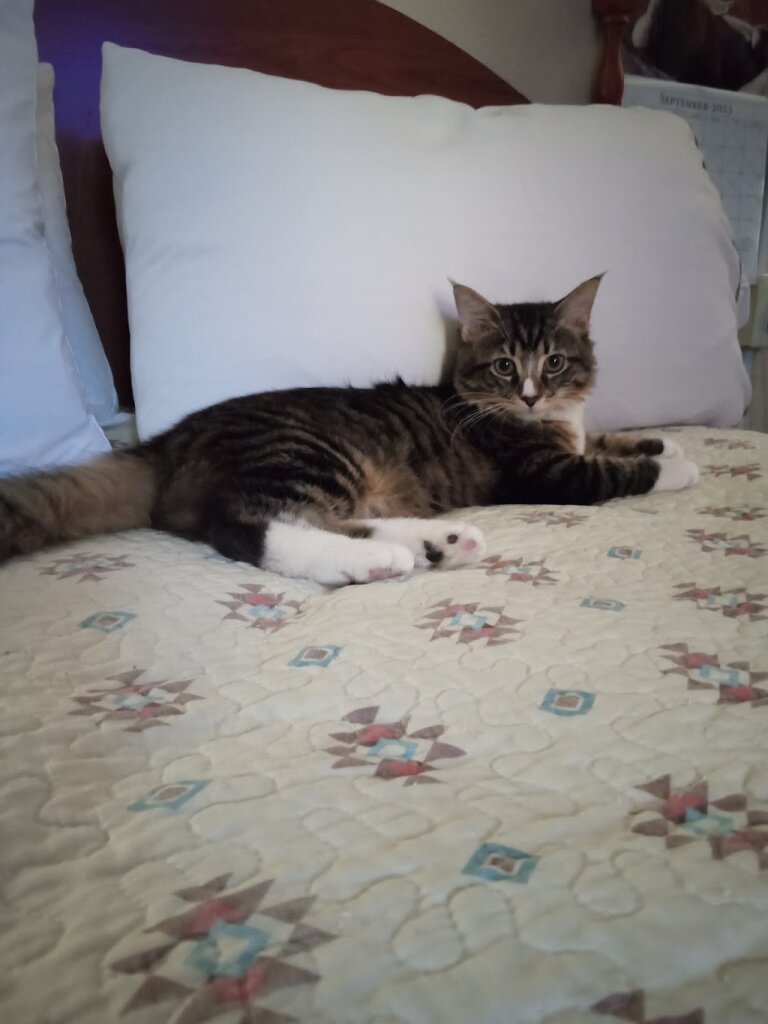 Salem Animal Shelter in Salem, VA