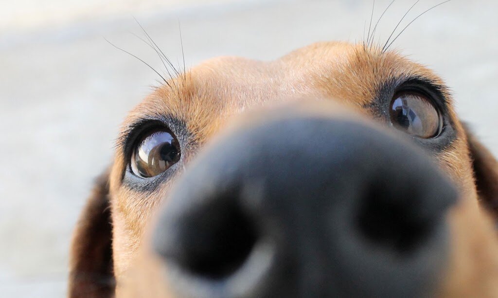 San Antonio Humane Society in San Antonio, TX