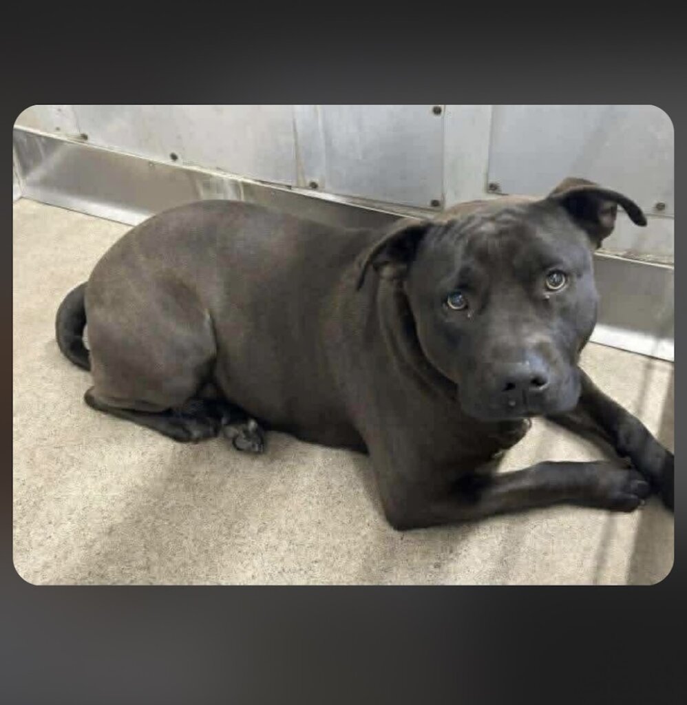 San Bernardino City Animal Shelter in San Bernardino, CA