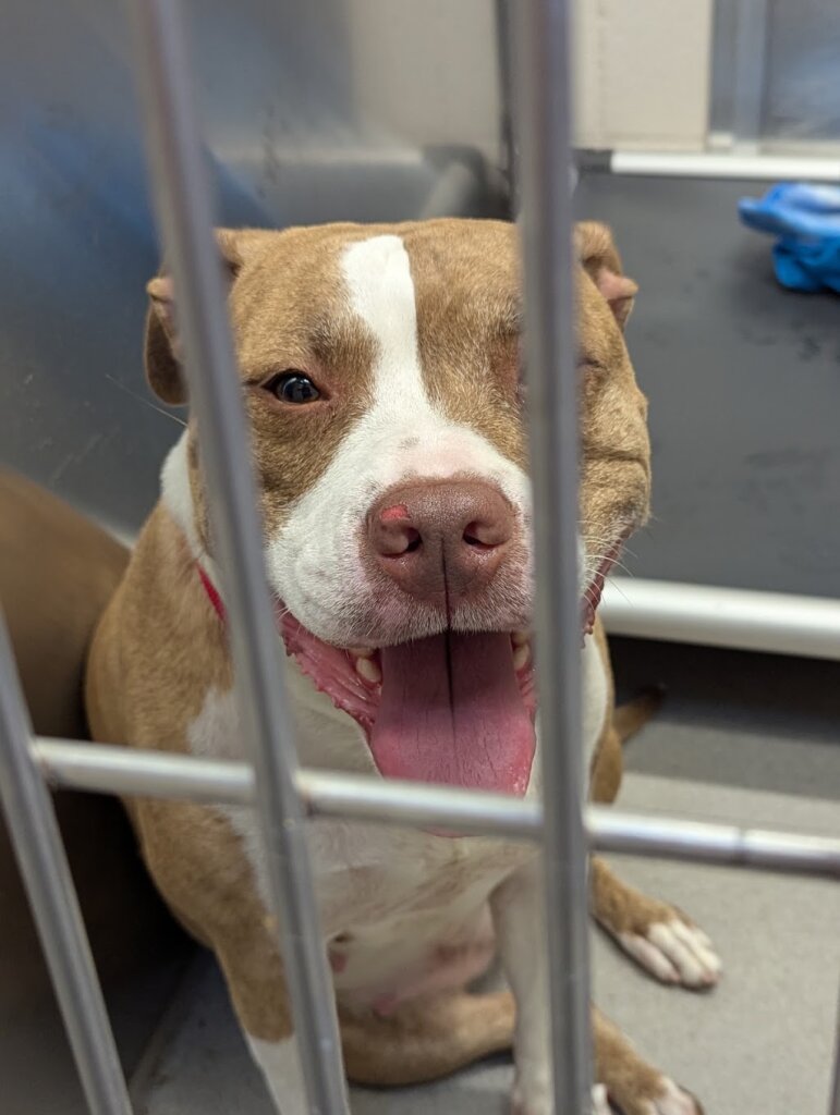 San Diego Humane Society's El Cajon Campus in San Diego, CA