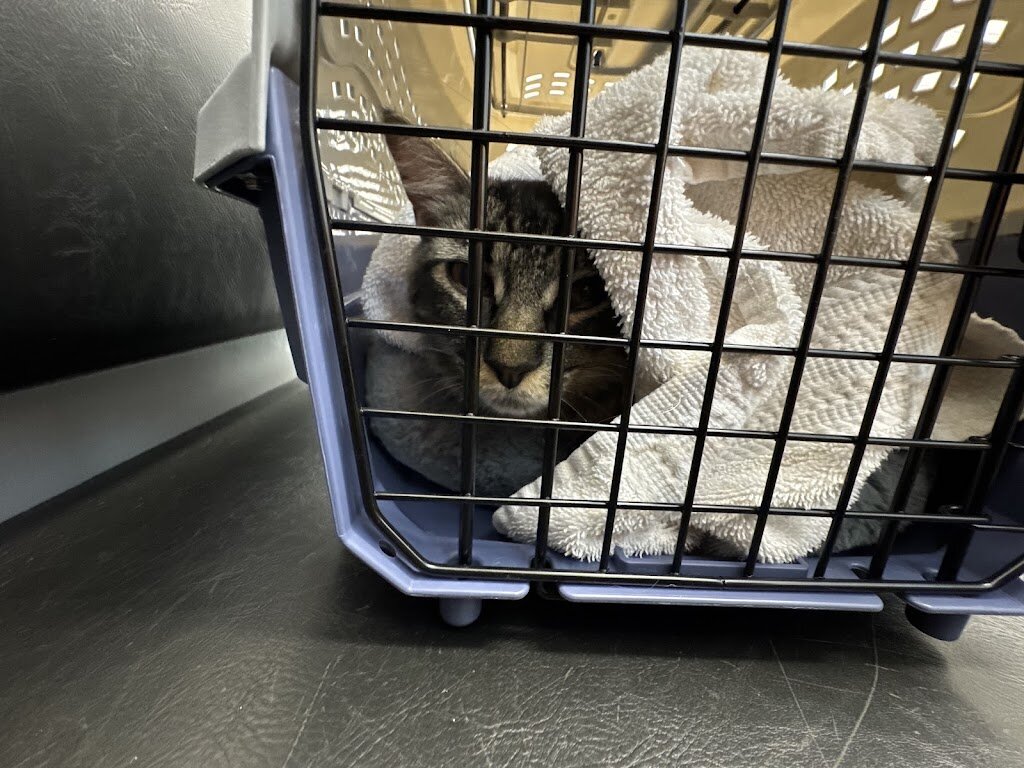 San Diego Humane Society's Oceanside Campus (Cats, Small Pets) in Oceanside, CA