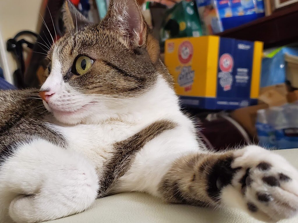 San Gabriel Valley Humane Society in Los Angeles, CA