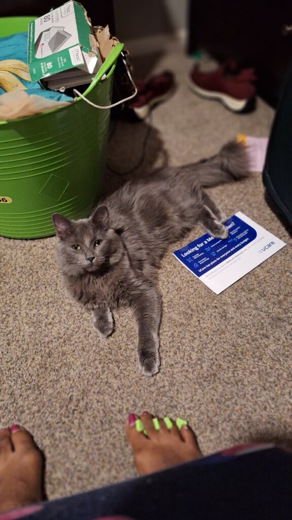 Sanctuary Community Development animal shelter in Minneapolis, MN