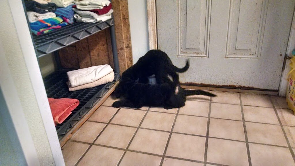 Sanilac County Humane Society in Lexington, MI