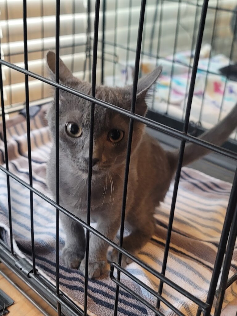 Santa Paula Animal Rescue Center in Santa Paula, CA