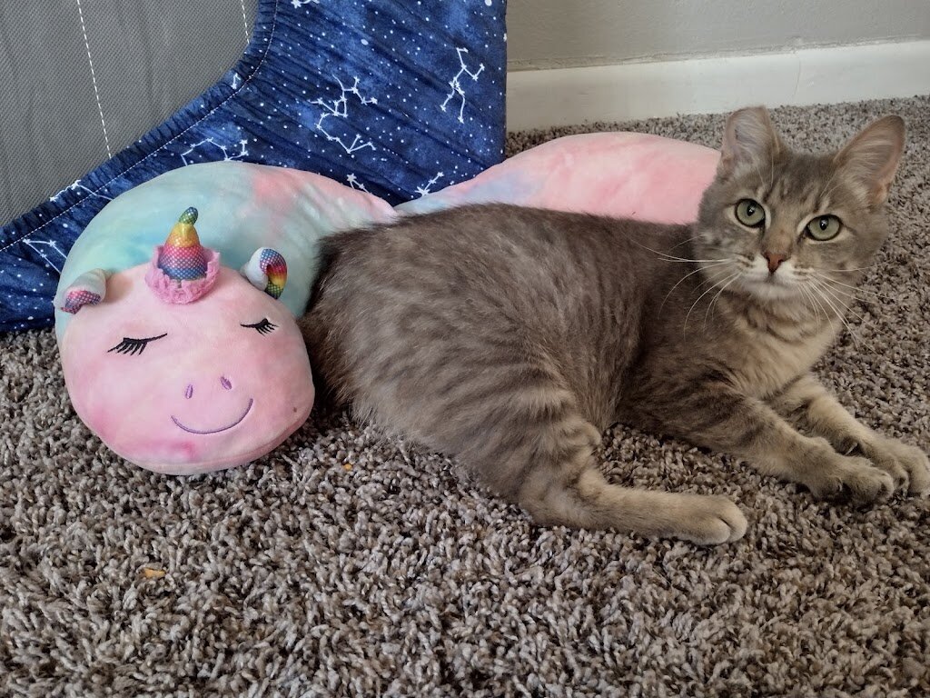 Sapulpa Animal Shelter in Sapulpa, OK