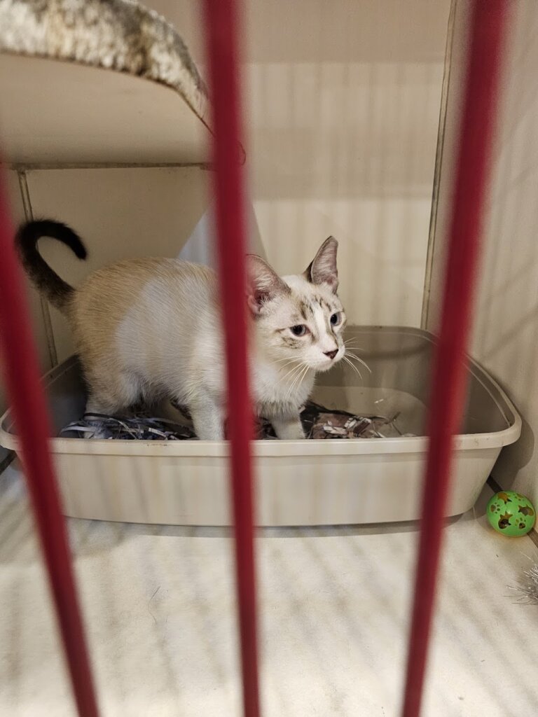 Save-A-Pet Animal Shelter in Port Jefferson Station, NY
