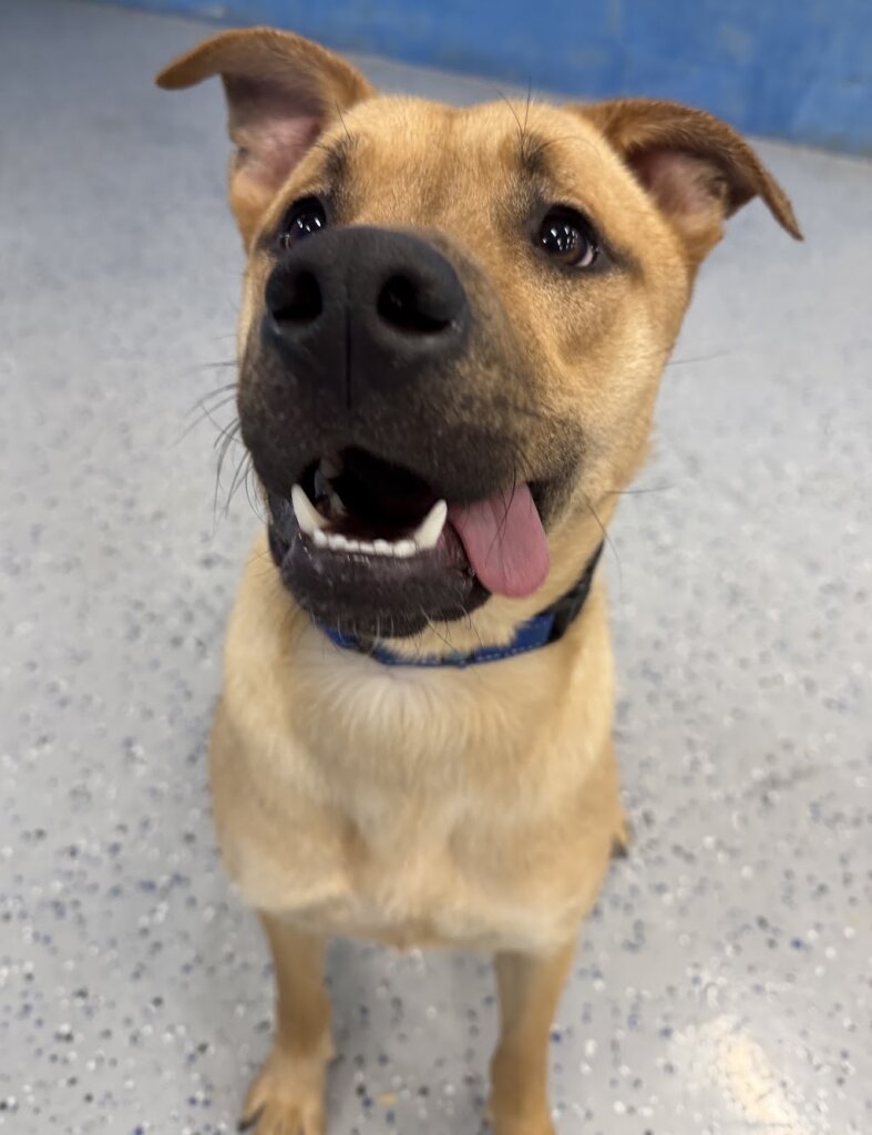 Save All Dogs Rescue Danbury animal shelter in Danbury, CT