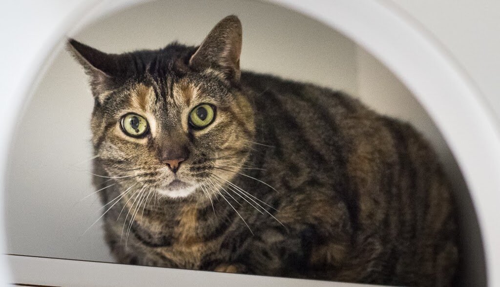 Scituate Animal Shelter of Massachusetts in Scituate, MA