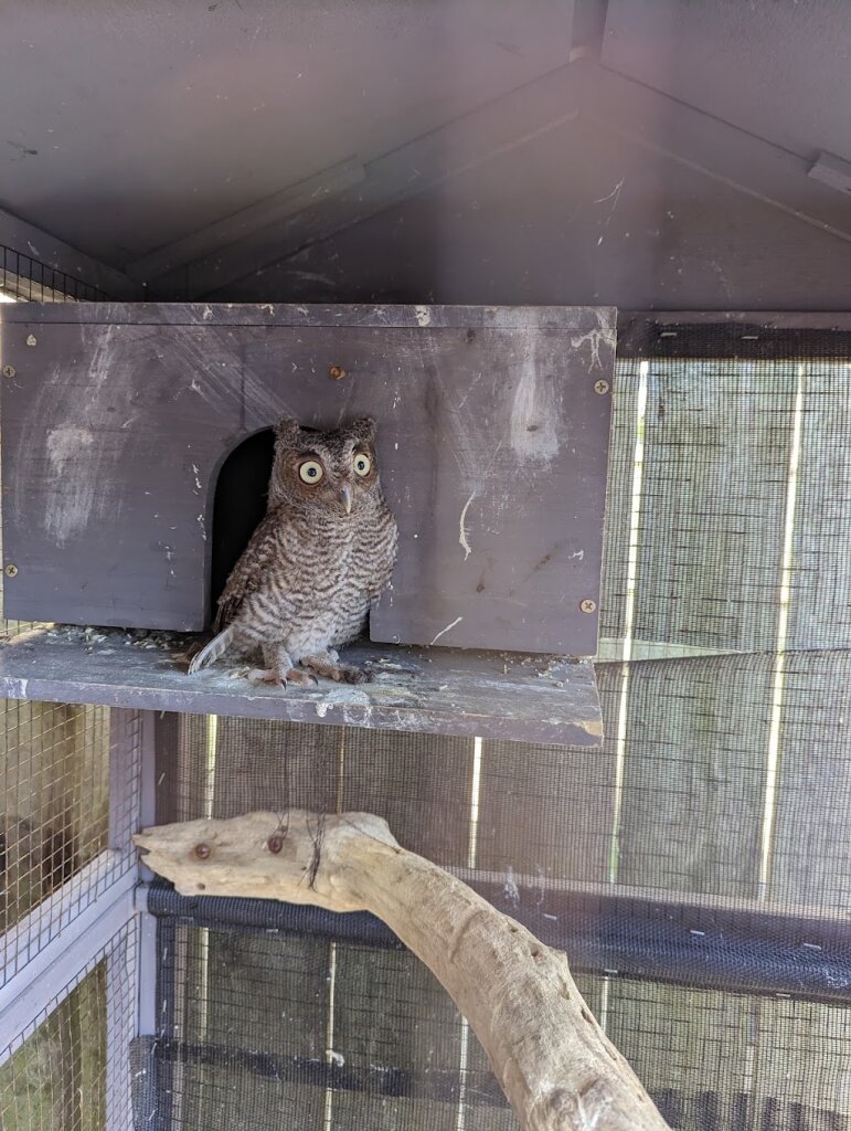 Sea Biscuit Wildlife Shelter in Oak Island, NC