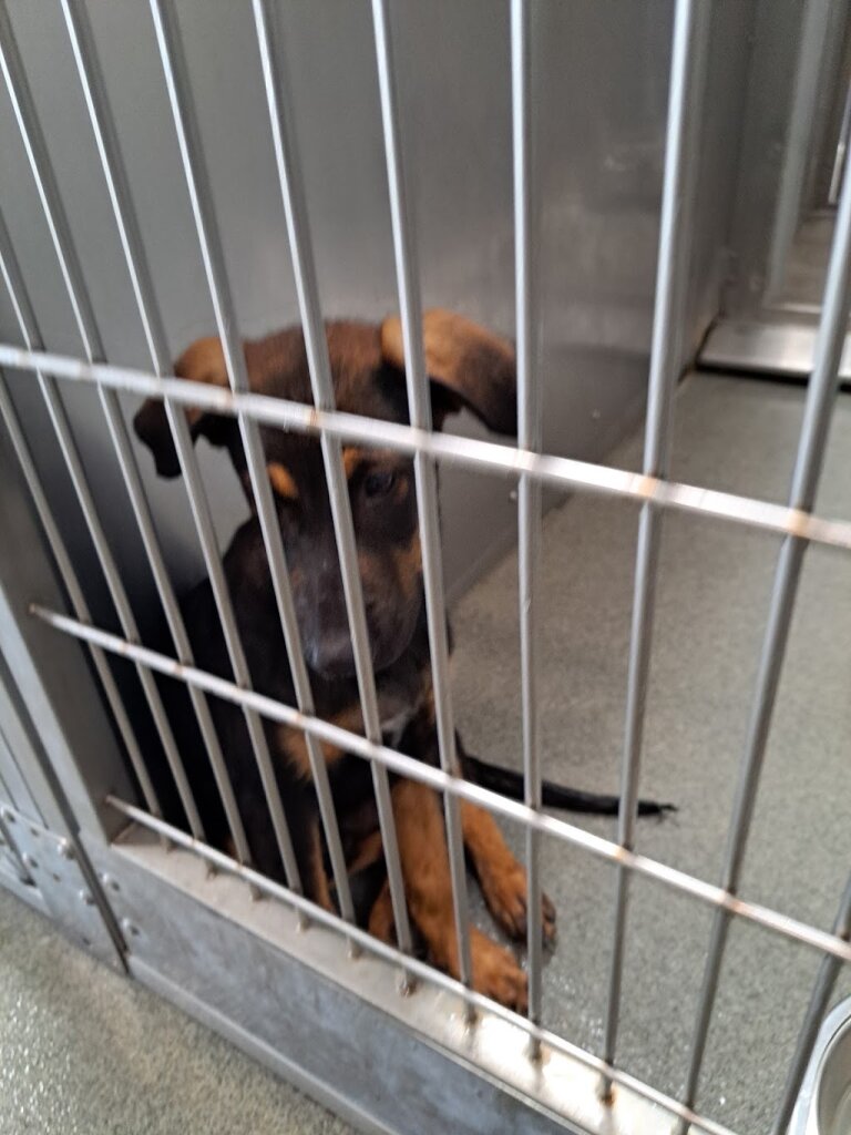 SEAACA Animal Shelter in Los Angeles, CA
