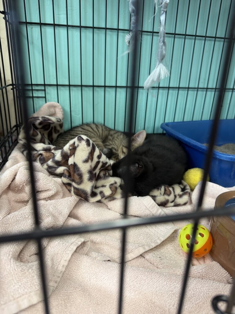 Sean Casey Animal Rescue in Brooklyn, NY