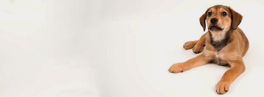 Seattle Humane animal shelter in Bellevue, WA