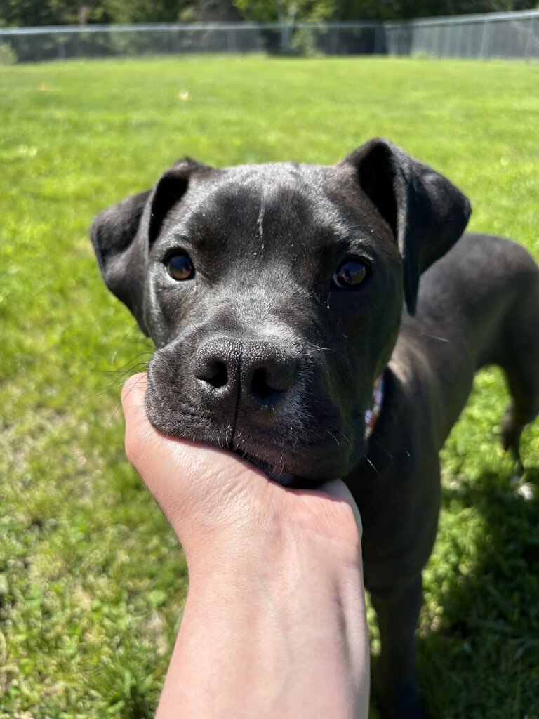 Second Chance Animal Shelter in Alpena, MI