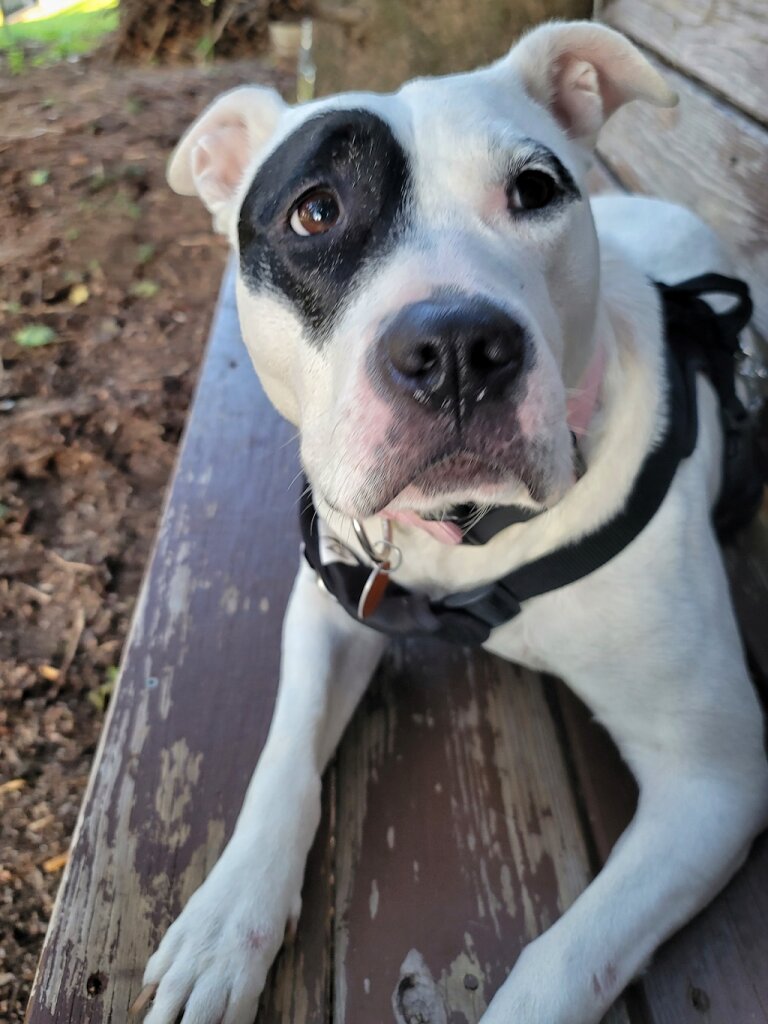Second Chance Canine Adoption Shelter in Jamesville, NY