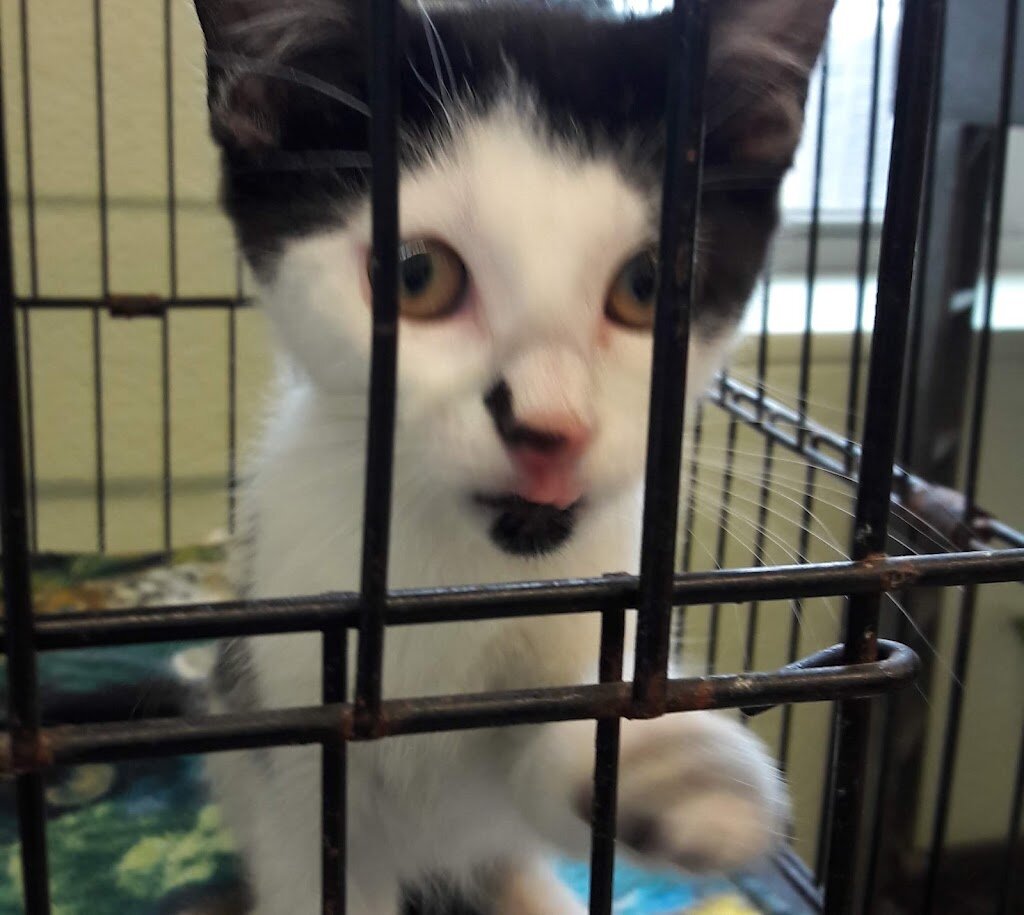 Second Chance Pet Rescue animal shelter in Grove, OK