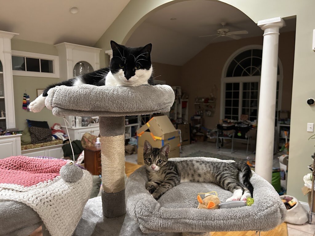 Second Chance Rescue in Long Island City, NY