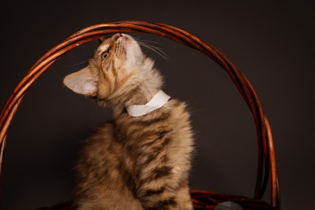 Sevier County Animal Shelter in Sevierville, TN