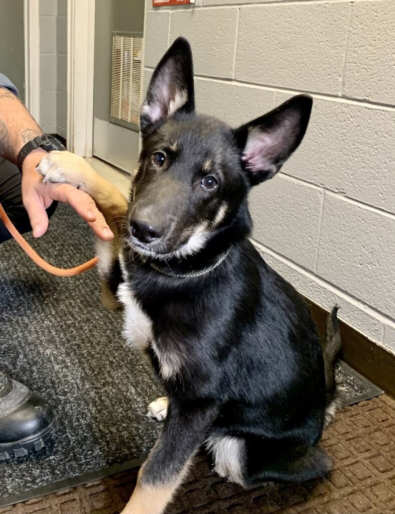 Shenango Valley Animal Shelter in Hermitage, PA